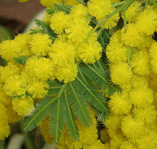 mimosa2[1].jpg